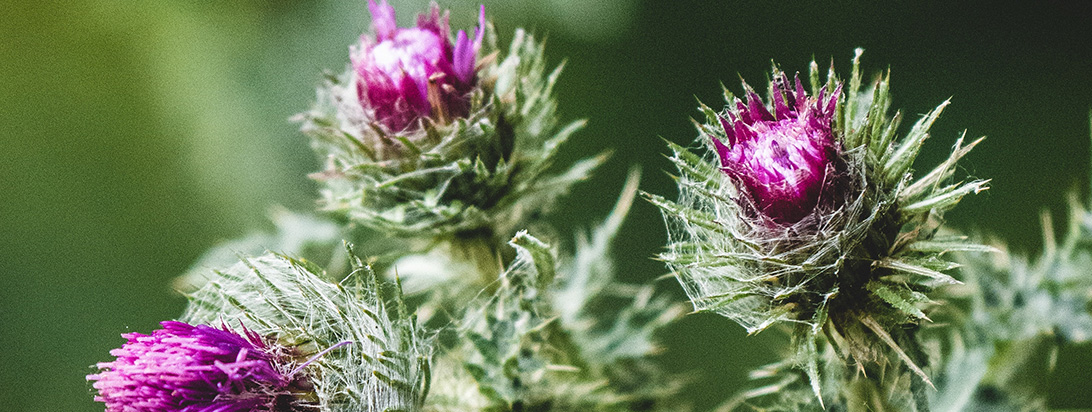 Close-up of vibrant purple thistle flowers covered in spiky green bracts and fine spiderwebs, against a soft green background.
